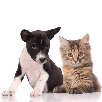 Cat & Dog Cat & Dog