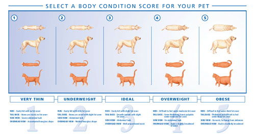 https://www.sunderlandvet.com/sites/default/files/BCS-Chart_0.jpg