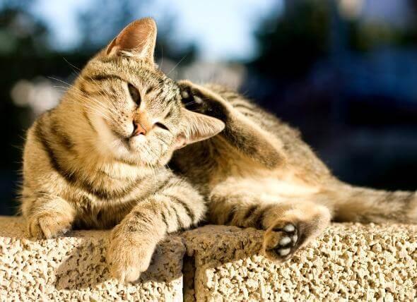 cat scratching
