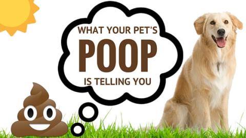 pet poop