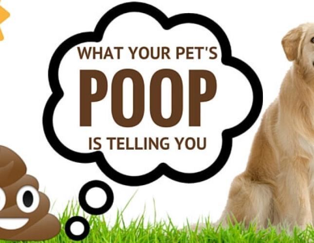 Get the Scoop: What Your Pet's Poop is Telling You